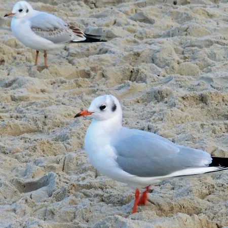 Waldstr 8b Og Neu Zinnowitz